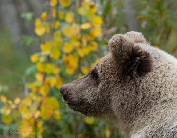 Taiga Spirit bearphoto
