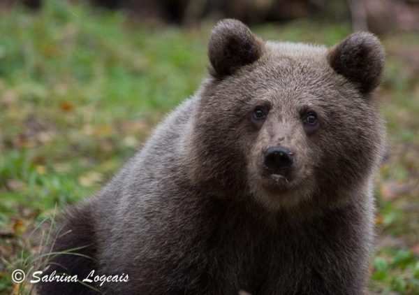 Taiga Spirit observation ours