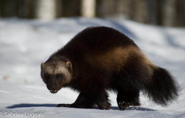 Taiga Spirit Winter 7 days / 6 nights