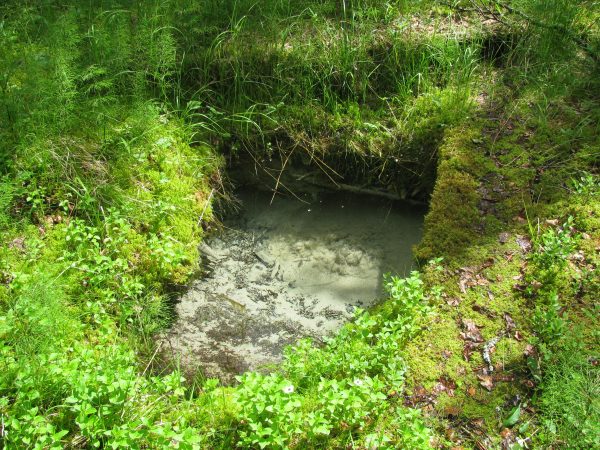 Taiga Spirit Kulta lähde