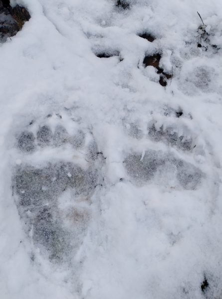 Taiga Spirit last bear track